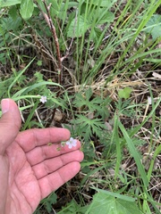 Geranium sibiricum