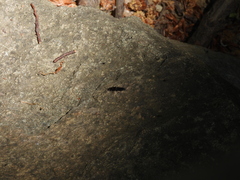 Ocypus sericeicollis