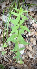 Galium rubioides