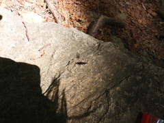 Ocypus sericeicollis