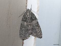 Acronicta increta