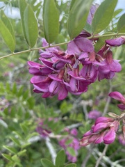 Robinia viscosa hartwigii
