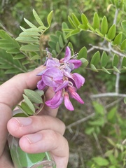 Robinia viscosa hartwigii