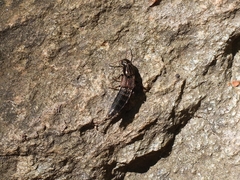 Ocypus sericeicollis