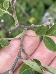 Robinia viscosa hartwigii