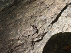 Ocypus sericeicollis