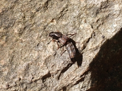 Ocypus sericeicollis