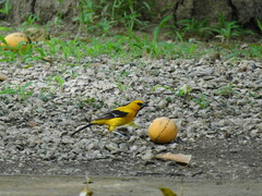 Icterus nigrogularis