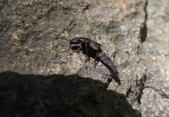 Ocypus sericeicollis