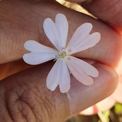 Eudianthe coeli-rosa