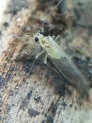 Stenopsocus immaculatus