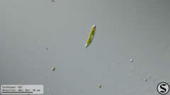 Lepocinclis fusca