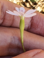 Eudianthe coeli-rosa