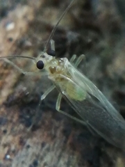 Stenopsocus immaculatus