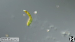 Lepocinclis fusca