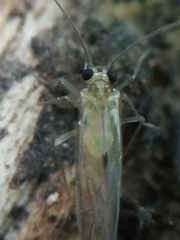 Stenopsocus immaculatus