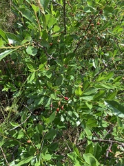 Prunus fruticosa