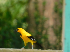 Icterus nigrogularis