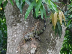 Iguana iguana