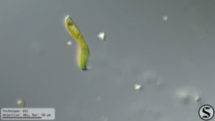 Lepocinclis fusca