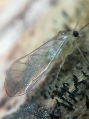 Stenopsocus immaculatus