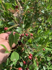 Prunus fruticosa