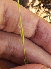 Eudianthe coeli-rosa