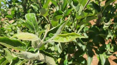 Aculus schlechtendali