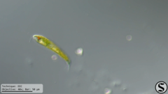 Lepocinclis fusca