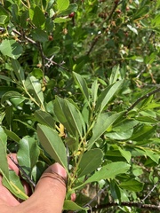 Prunus fruticosa