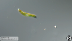 Lepocinclis fusca