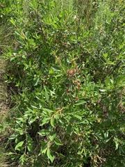 Prunus fruticosa