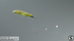 Lepocinclis fusca