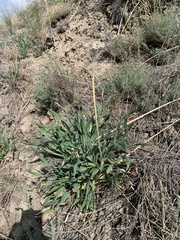 Allium nutans