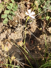 Eudianthe coeli-rosa