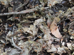 Dinothenarus flavocephalus