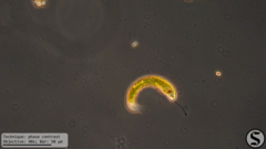 Lepocinclis fusca