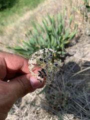 Allium nutans