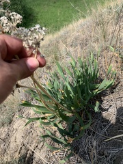 Allium nutans