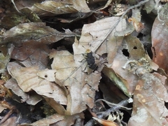 Dinothenarus flavocephalus