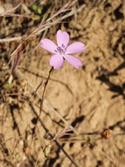 Eudianthe coeli-rosa