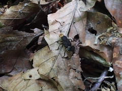 Dinothenarus flavocephalus