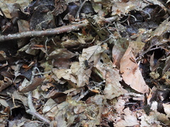 Dinothenarus flavocephalus