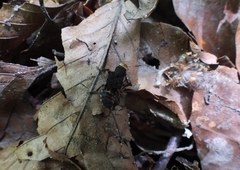 Dinothenarus flavocephalus