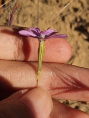 Eudianthe coeli-rosa