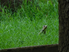 Iguana iguana