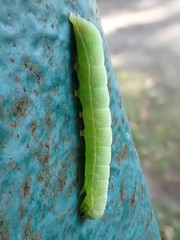 Orthosia incerta