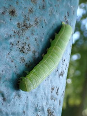Orthosia incerta