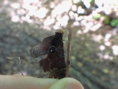 Dinothenarus flavocephalus