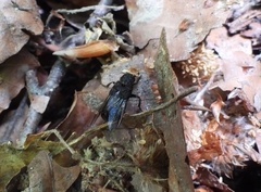 Dinothenarus flavocephalus